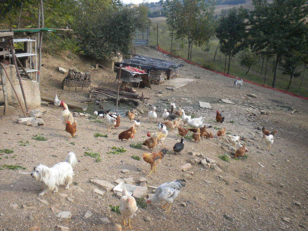 Agriturismo Le Vergare Offagna Bagian luar foto